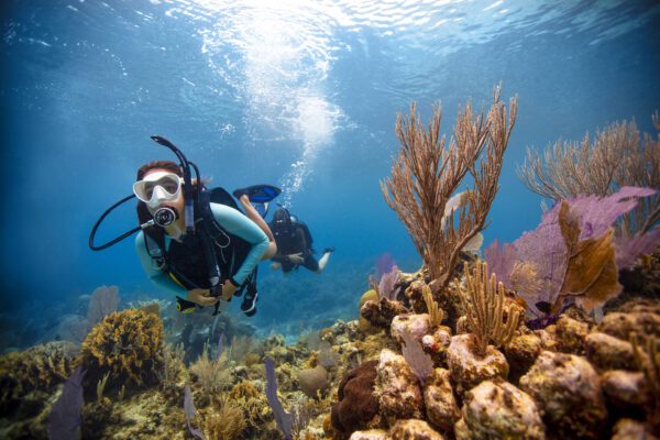 divearound PADI Open Water