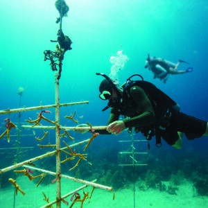 divearound PADI aware