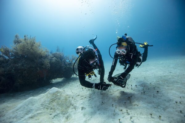 divearound PADI Aware